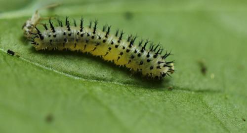 Réf. 196 612 : Periclista pubescens